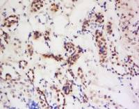 PIWIL4 antibody