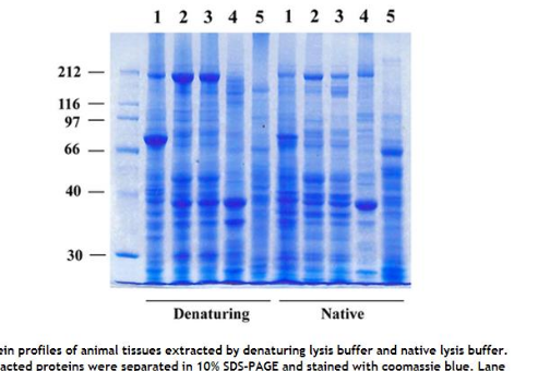 Minute™ 无表面活性剂的动物细胞/组织总蛋白提取试剂盒