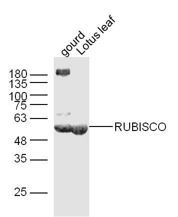 RuBisCO large subunit antibody