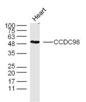 CCDC98 antibody