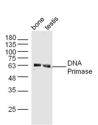 DNA Primase DNA引物酶抗体