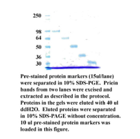 Minute™ 凝胶片中蛋白质、核酸提取试剂盒