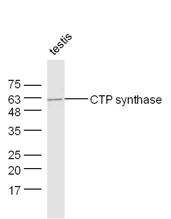 CTP synthase CTP合成酶1抗体