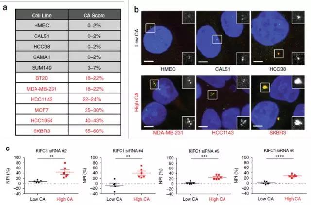 单细胞 ICP-MS 联合 HCS 为您揭秘顺铂化疗耐药机制