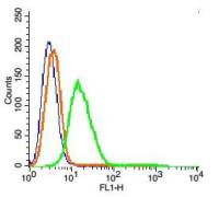 GPR55 antibody