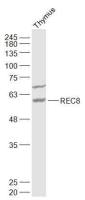 REC8 antibody