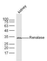 Renalase antibody