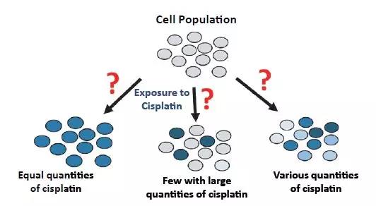 单细胞 ICP-MS 联合 HCS 为您揭秘顺铂化疗耐药机制