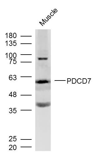 PDCD7 antibody