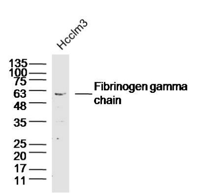 Fibrinogen gamma chain antibody