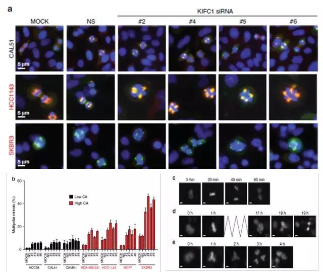 单细胞 ICP-MS 联合 HCS 为您揭秘顺铂化疗耐药机制
