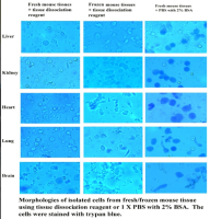 Minute™新鲜/冷冻组织单细胞悬液分离试剂盒