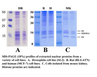 Minute™ 组蛋白/DNA结合蛋白分离试剂盒