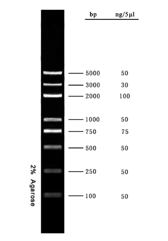 BM5000 5000bp  DNA Marker