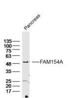 FAM154A antibody