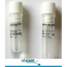 SMC6 polyclonal antibody说明