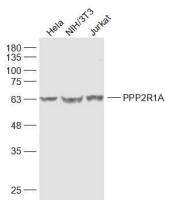 PPP2R1A antibody