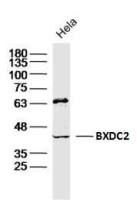 BXDC2 antibody
