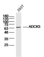 ADCK5 antibody