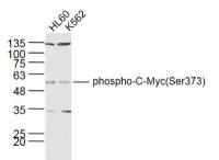phospho-C-Myc(Ser373) antibody
