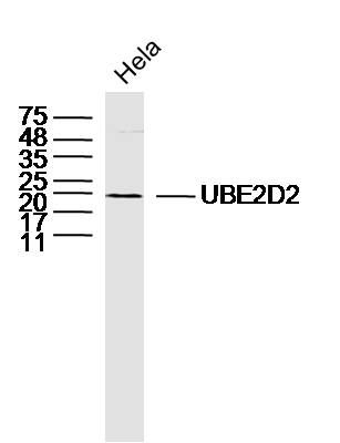 UBE2D2 antibody