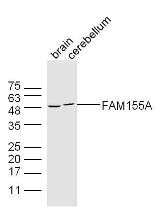 FAM155A antibody