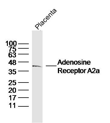 Adenosine Receptor A2a腺苷A2A受体抗体