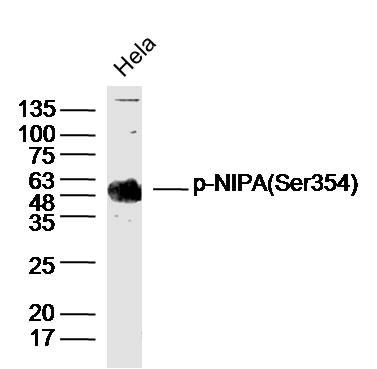 phospho-NIPA(Ser354) antibody