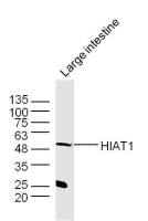 HIAT1 antibody