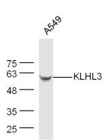 KLHL3 antibody