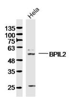 BPIL2 antibody