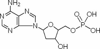 2’-脱氧腺苷-5’-单磷酸 C A S：653-63-4