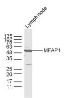 MFAP1 antibody