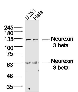 Neurexin-3-beta antibody