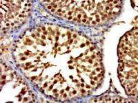 RNF6 antibody
