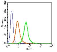 Nucleolin/C23 antibody