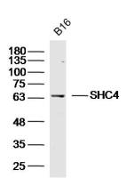 SHC4 antibody
