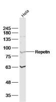 Repetin antibody