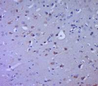 RELL2 antibody