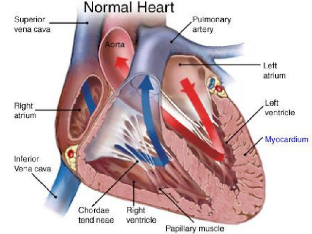 成年大小鼠心肌细胞功能及研究现状
