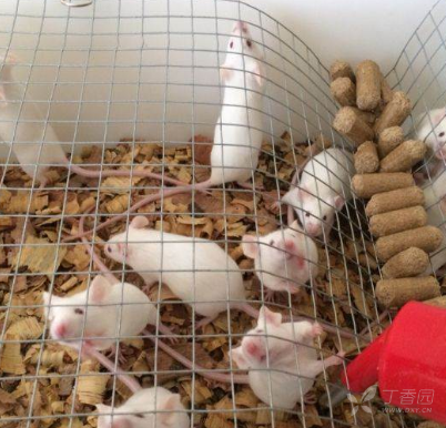 桂林小白鼠养殖图片