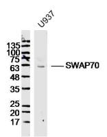 SWAP70 antibody