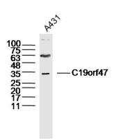 C19orf47 antibody