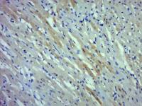 phospho-cardiac Troponin I (Thr143) antibody