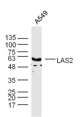 LAS2 antibody