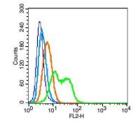 CD55衰变加速因子CD55抗体