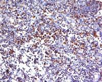 HECA antibody