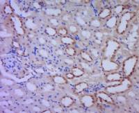 Alpha-synuclein (nitro-Tyr39) antibody