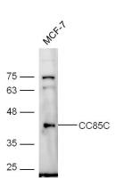 CC85C antibody