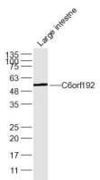 C6orf192 antibody